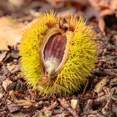 Ouriço de castanheiro aberto no chão, com uma castanha brilhante, de casca avermelhada, lá dentro