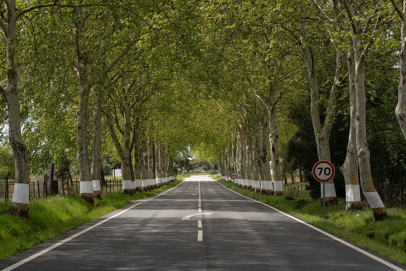 A Estrada Nacional 2 perto de Montargil, entre plátanos com o tronco pintado de branco e um sinal de limite de 70 km/h